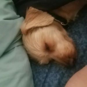 Meet your Posher, Kenzie